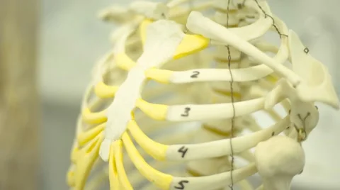 Layout of the skeleton Stock Footage 67463465