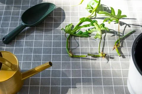 Layout on the table of a philodendron sprout with roots and equipment for p.. Foto stock