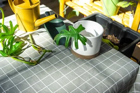 Layout on the table of a philodendron sprout with roots and equipment for p.. Foto stock