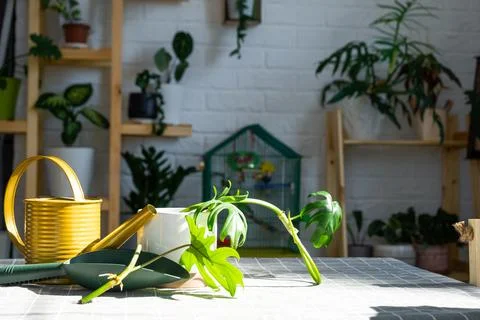 Layout on the table of a philodendron sprout with roots and equipment for p.. Stock-Fotos
