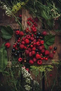 Layout of wild berries Stock Photos