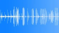 Laysan Albatross CU CallsSound Effect