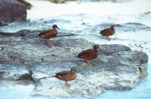 Laysan Ducks Stock Photos