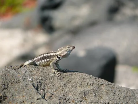 A laza lizard Stock Photos