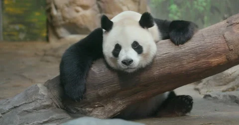 Laze pose of panda Stock Footage 64667657