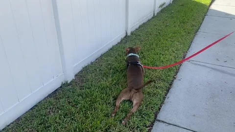 The Laziest Walk Ever Stock Footage 313292201