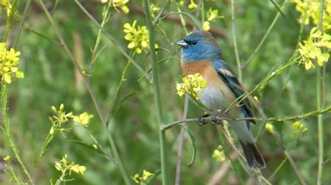Lazuli Bunting 2 Stock Footage 8508729