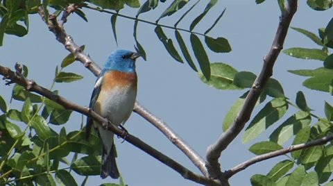 Lazuli Bunting Video stock 8559326