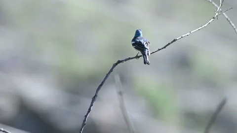 Lazuli Bunting perched on tree branch singing Stock Footage 154613552