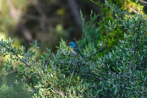 Lazuli Bunting in a Tree Stockfoto's