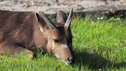 A lazy antelope, the sitatunga (Tragelaphus spekii), eats grass while lying d Stock Footage 329054432