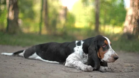 how much do basset hounds cost in australia