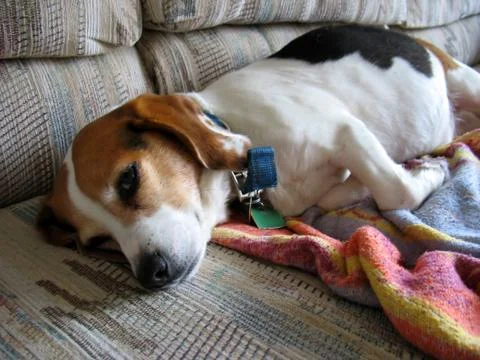 Lazy beagle Stock Photos