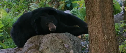 Lazy bear getting up from sleeping Stock Footage 140267867