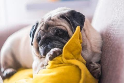 Lazy beautiful old puppy dog pug rest at home on the sofa - best friend forev Stock Photos