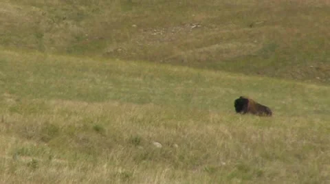 Lazy Bison Video stock 11799931
