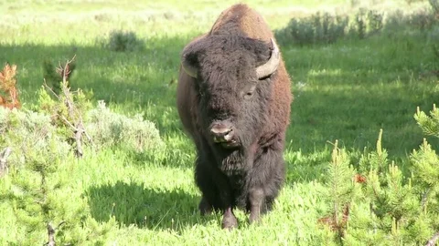 Lazy Bison Stock Footage 79536142