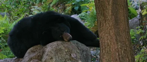 Lazy black bear lying on a rock Stock Footage 140267900