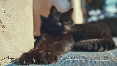 Lazy black cat lying on sun. Outside Stock Footage 72767891