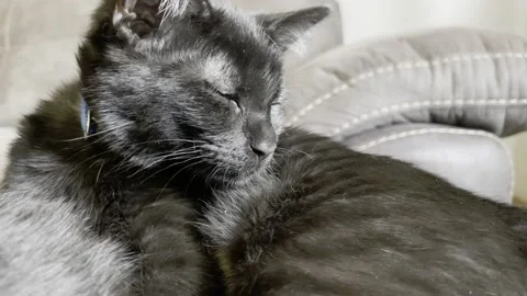 Lazy Black Cat Waking Up Stock Footage 156408636