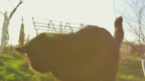Lazy black cat yawn on sun. Outside Stock Footage 74626164
