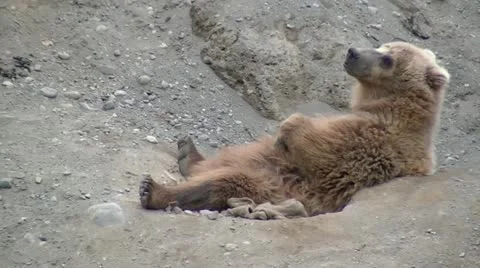 Lazy Brown Bear Stockbeeldmateriaal 11246766