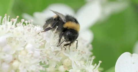 Lazy bumblebee on a white flowers Stock Footage 246706057