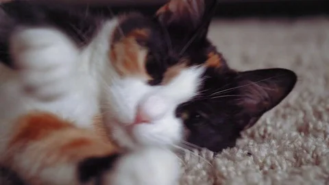 Lazy calico cat Stock Footage 76864244