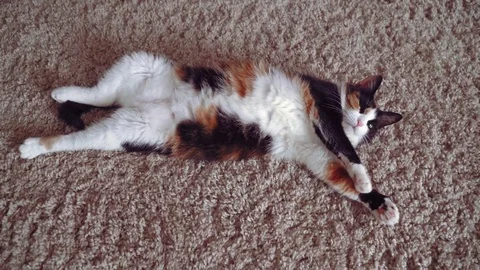 Lazy calico cat Stock Footage 76864249