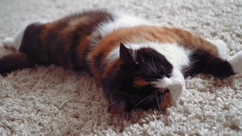 Lazy calico cat Stock Footage 76864250