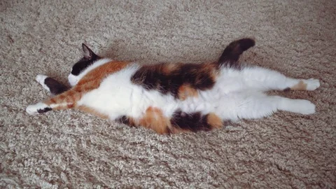 Lazy calico cat Stock Footage 76864251