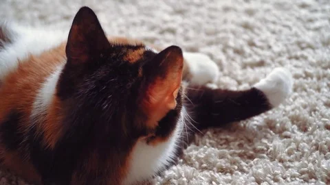 Lazy calico cat Stock Footage 76864252