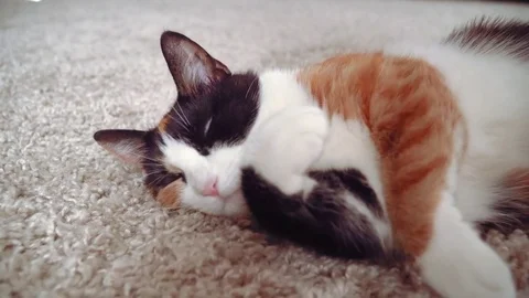 Lazy calico cat Stock Footage 76864253