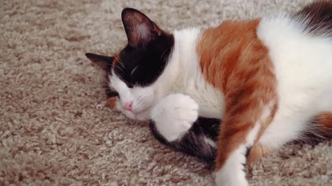 Lazy calico cat Stock Footage 76864255