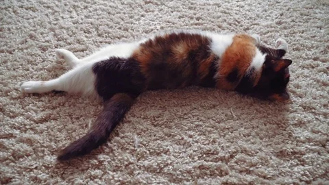 Lazy calico cat Stock Footage 76864262