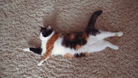 Lazy calico cat Stock Footage 76864267