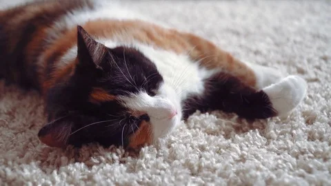 Lazy calico cat Stock Footage 76864276