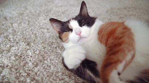 Lazy calico cat Stock Footage 76864282