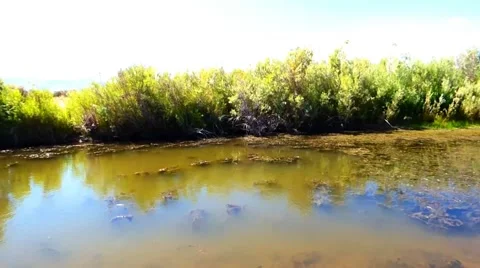 Lazy Carson River Video stock 40751053