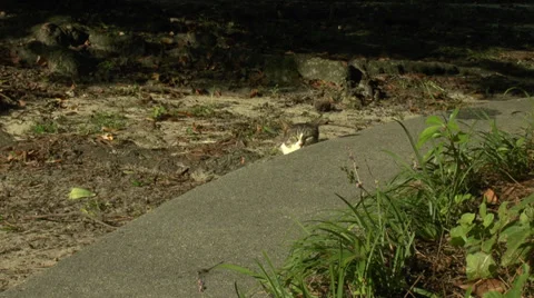 Lazy Cat 2 Video stock 27872221