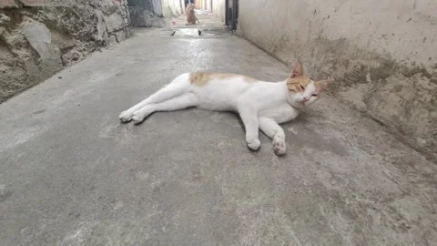 Lazy cat (2) Stock Footage 280370096