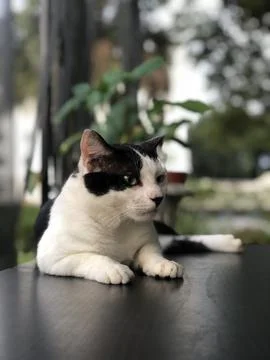 Lazy Cat 2 库存照片