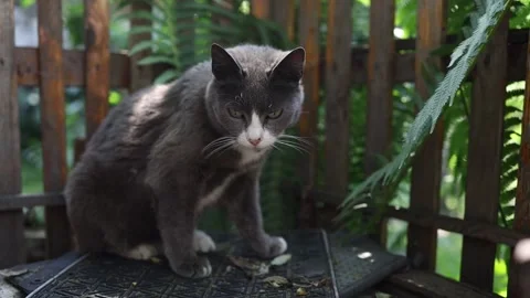 A lazy cat basks in the sun on the Stock Video Pond5