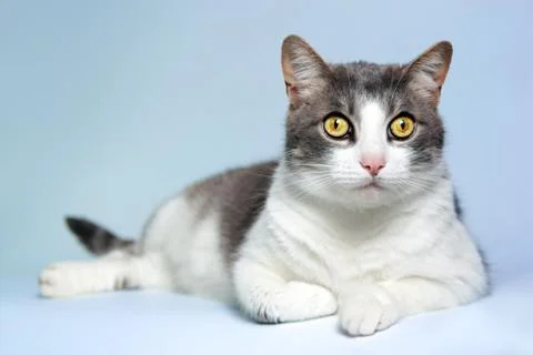 Lazy cat on blue background Stock Photos