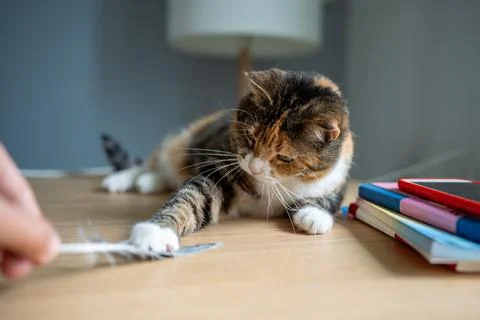 Lazy cat caught feather from hand, playfully pinning it down. Feline instin.. Stock Photos