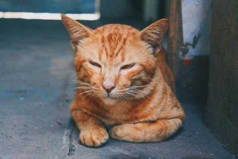 Lazy Cat Face Stockfoto's