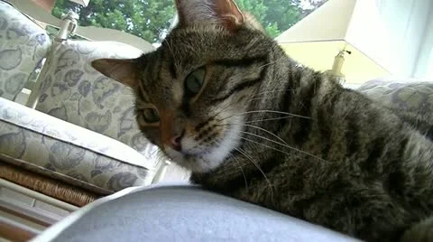 Lazy Cat Stock Footage 11577815