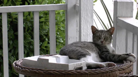 Lazy Cat Video stock 24985693