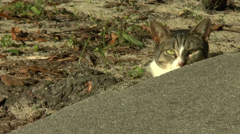 Lazy Cat Video stock 27872267