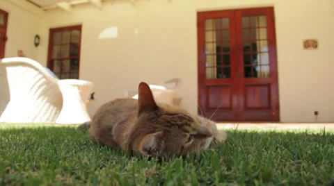 Lazy Cat Stock Footage 30467029